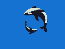 Orcaa GIF - Orcaa GIFs