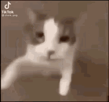 2haseuls Tiktok GIF - 2haseuls Tiktok Cat GIFs