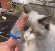 Cat Lick GIF - Cat Lick Funny Pet Videos GIFs