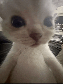 a close up of a white cat 's face with a sticker that says " a "