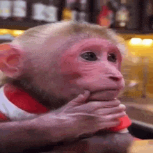a small monkey is sitting at a table with its hands on its mouth .