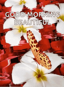 Good Morning Sparkles GIF - Good Morning Sparkles Butterflies GIFs