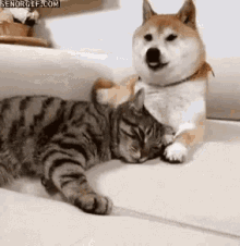 Cuddles Cats GIF - Cuddles Cats Dogs GIFs
