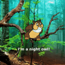 Owl Memes Cute Owls GIF