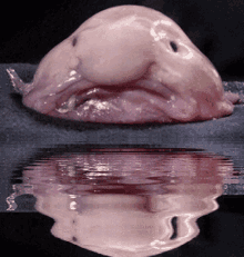 Blobfish Reflection GIF - Blobfish Reflection Big Nose GIFs