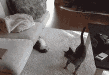 Silly Cats GIF - Silly Cats Warrior GIFs