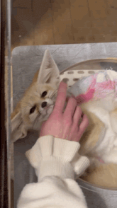 a person in a white sweater is petting a small fox