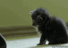 Cat Wasted GIF - Cat Wasted GIFs