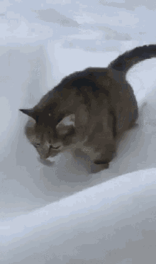 Cat Snow GIF - Cat Snow Vanished GIFs