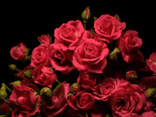 Bunch Of Reds Red Roses Garden GIF - Bunch Of Reds Red Roses Garden Garden Roses GIFs