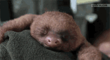 Sloth Animal GIF - Sloth Animal Shocked GIFs