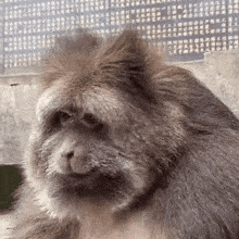 a close up of a monkey 's face with a fence in the background