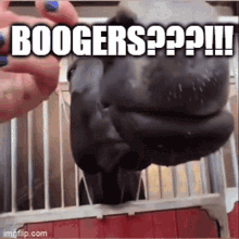 Horse Booger GIF