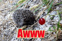 Aww I Love It GIF - Aww I Love It Hedgehog GIFs