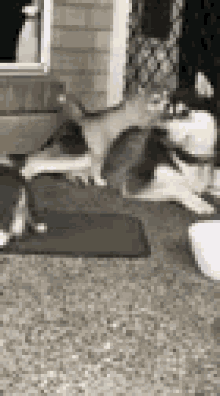 Clumsy Dogs GIF - Clumsy Dogs Husky GIFs