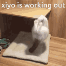 Xiyo Xiyo Kitty GIF - Xiyo Xiyo Kitty Miyo GIFs
