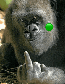 a gorilla with a green circle on its face giving the middle finger