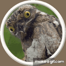 Cybill Tully Vesper Skincat Watercan GIF - Cybill Tully Vesper Skincat Watercan Ugly Owl GIFs