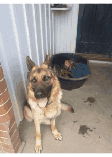 Anthony Beens Dog GIF - Anthony Beens Dog Doggy GIFs