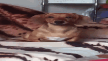 a small brown dog laying on a zebra print blanket looking at the camera