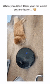 Cat Lazy GIF - Cat Lazy Roomba GIFs