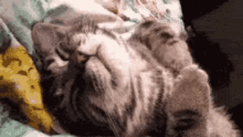 Cat Dreaming GIF - Cat Dreaming Sleepy GIFs