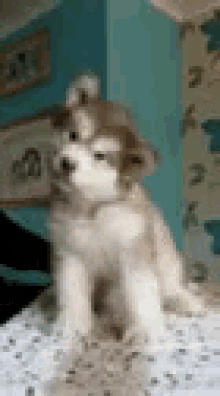 Dog Derp GIF - Dog Derp Doh GIFs