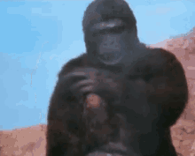 Ape Up GIF - Ape Up Middle Finger GIFs