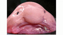 Fish Blobfish GIF - Fish Blobfish Funny Memes GIFs