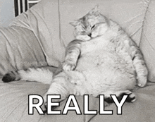 a fat cat is laying on a couch with the word really written above it