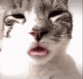 a close up of a cat 's face with its tongue out .