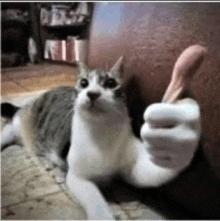 Thumbsupcat Memecat GIF