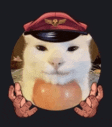 a white cat wearing a red hat is holding a ball of food .