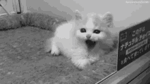 Kitten Meow GIF - Kitten Meow Right GIFs