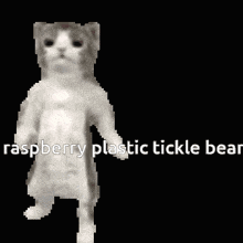 a black and white image of a cat with the words raspberry plastic tickle bear below it