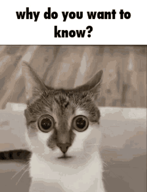 Why Do Gif Why Do You Discover Share Gifs