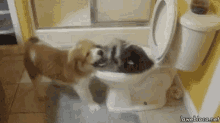 Dog Raccoon GIF - Dog Raccoon Toilet GIFs