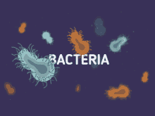 Bacteria GIF - Bacteria Get Rid Of Bacteria GIFs