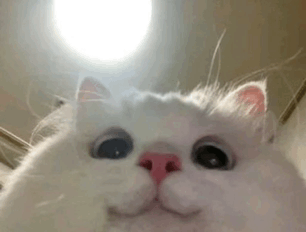 Curious Cat GIFs | Tenor