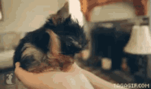 Yorkshire GIF - Yorkshire Licking Owner Cutie Pie GIFs