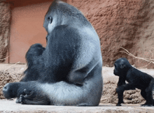 a gorilla is sitting next to a baby gorilla
