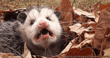 Opossum Meh GIF - Opossum Meh Cute GIFs