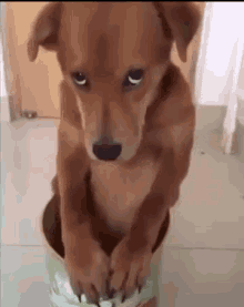 GIF