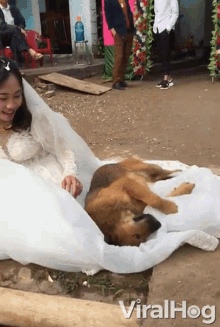 Dog Viralhog GIF - Dog Viralhog Dog Loves The Wedding Dress GIFs