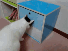 Cat Insists On Keeping Drawer Open GIF - Kitty Cat Drawer GIFs