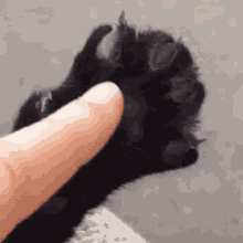 Talk To My Paws GIF