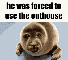 crying seal sad seal forced to poop outside pooping he was forced to use the outhouse