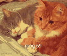 Mog Mog69 GIF - Mog Mog69 GIFs