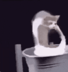 Laundry Cat Silly GIF - Laundry Cat Silly Goofy GIFs