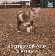 a small goat is standing in a pile of wood chips and says `` excited for your birthday '' .